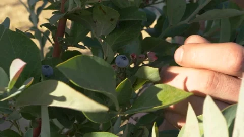 Blueberry Video stock 202634962