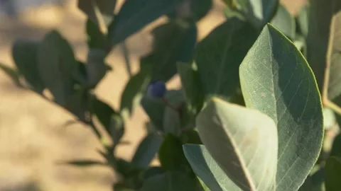Blueberry Stock-Footage 202655555