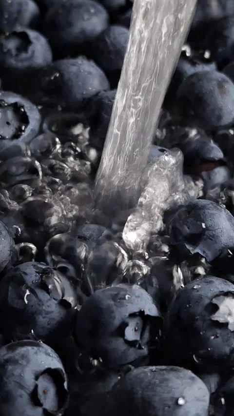 Blueberry Stock Footage 341676560