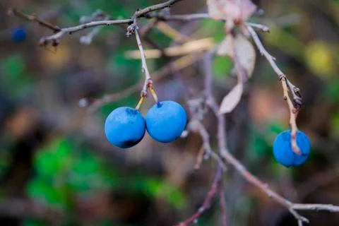 Blueberry in the forest Stock Photos