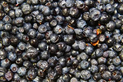 Blueberry frozen Stock Photos