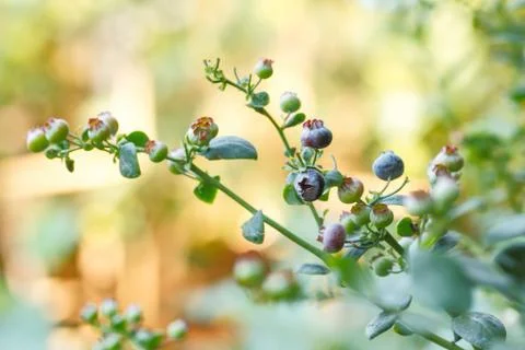 Blueberry fruit tree Stock Photos