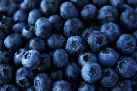 Blueberry full frame use for background Stock Photos