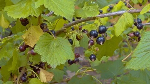 Blueberry in the garden, close up Stock Footage 76915749