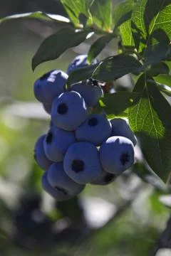 Blueberry grape Stock Photos