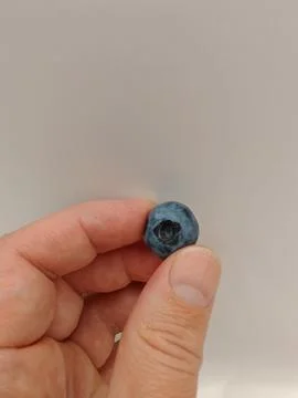 Blueberry in hand Stock Photos