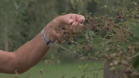 Blueberry Harvest Stock Footage 253040973