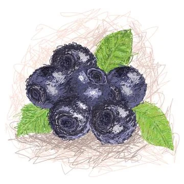 Blueberry Stock Illustration