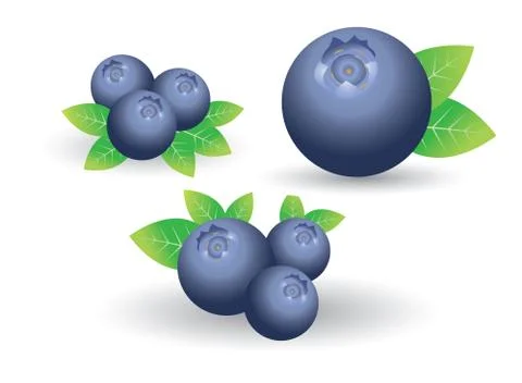 Blueberry Stock Illustration