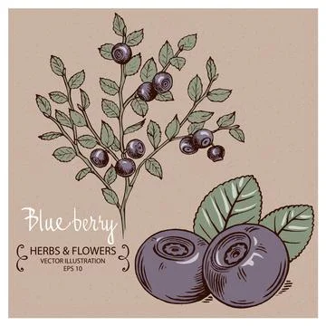 Blueberry Stock Illustration
