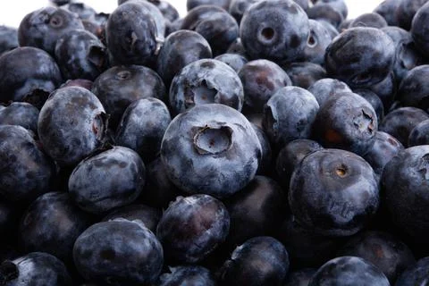 Blueberry isolated Stock Photos