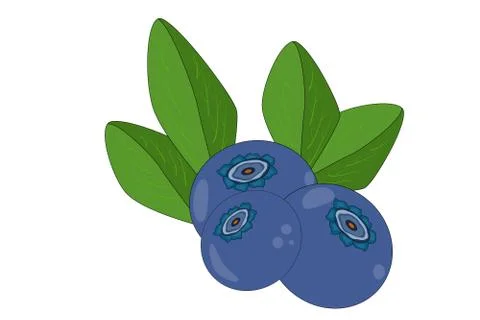 Blueberry  isolated on white background. Three berries. Stock Illustration