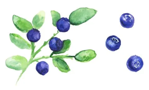 Blueberry isolated on white Stock Illustration