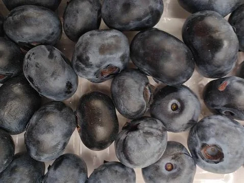 Blueberry large Stock Photos