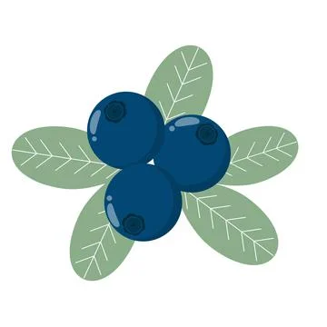 Blueberry with leaves isolated object. Stock Illustration