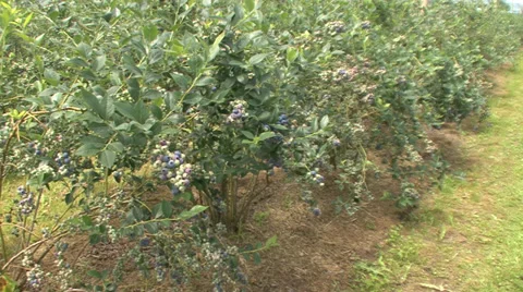 Blueberry orchard Stock Footage 39952667