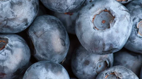 Blueberry panning Stock Footage 62496216