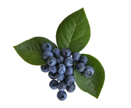 Blueberry Stock Photos