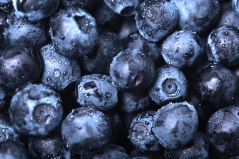 Blueberry Stock Photos