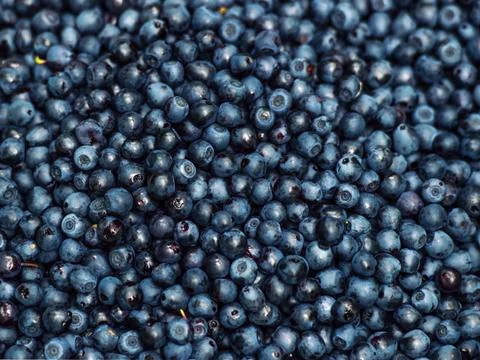 Blueberry Foto stock