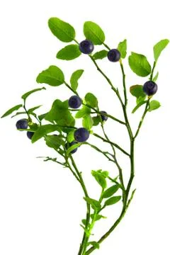Blueberry Stock Photos