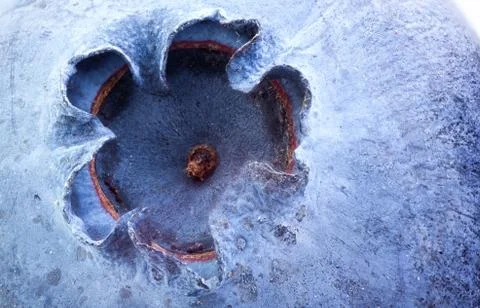 Blueberry. Stock Photos