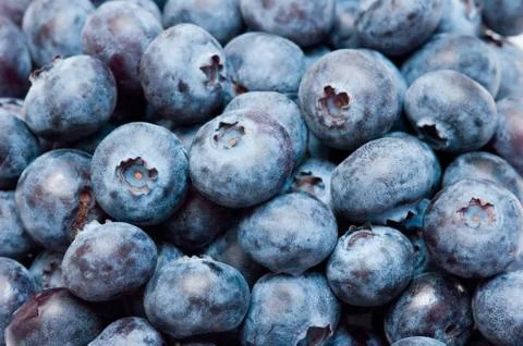 Blueberry Stock Photos