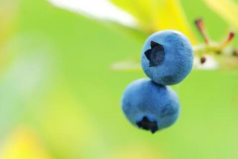 Blueberry Stock Photos