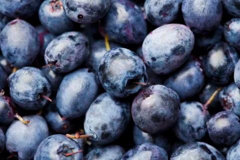 Blueberry Stock Photos