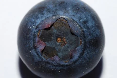 Blueberry Stock Photos