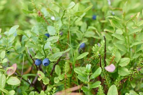 Blueberry Stock Photos