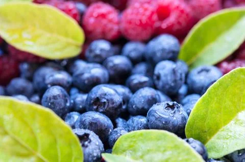 Blueberry. Stock Photos