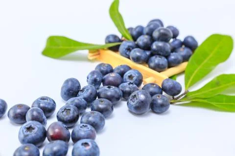 Blueberry Stock Photos