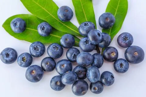 Blueberry Stock Photos