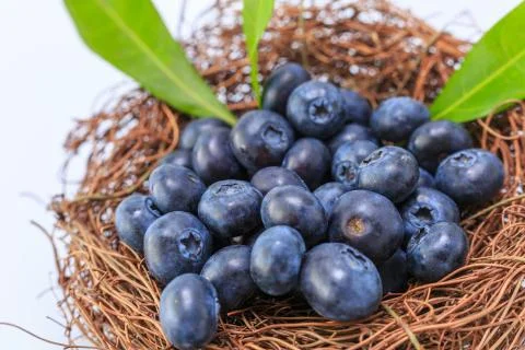 Blueberry Stock Photos