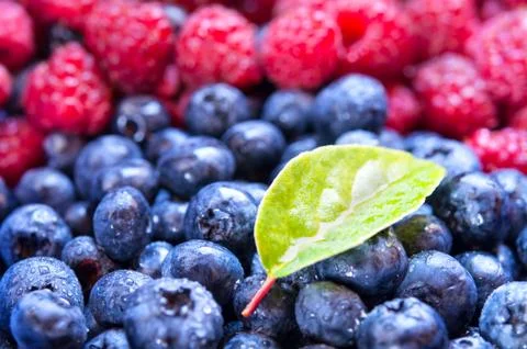 Blueberry. Stock Photos