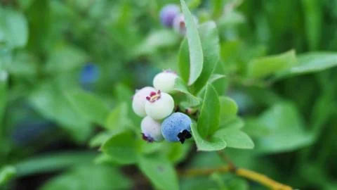 Blueberry 库存照片