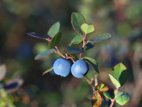 Blueberry 스톡 사진