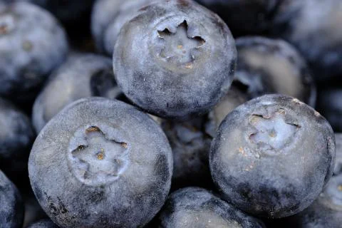 Blueberry Stock Photos