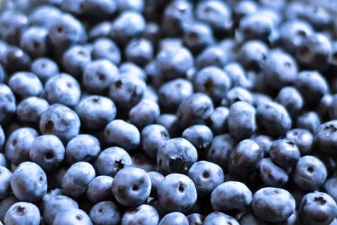Blueberry Stock Photos