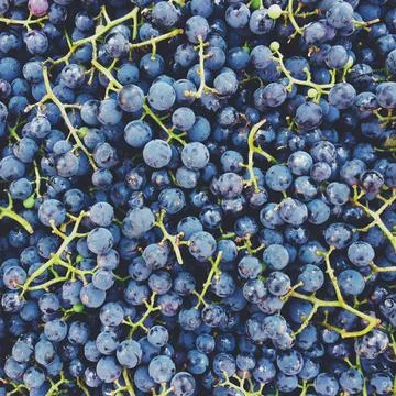 Blueberry Foto stock