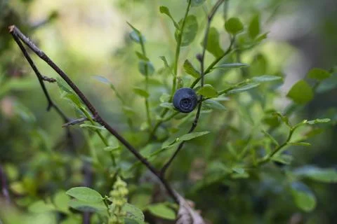 Blueberry Fotos de archivo