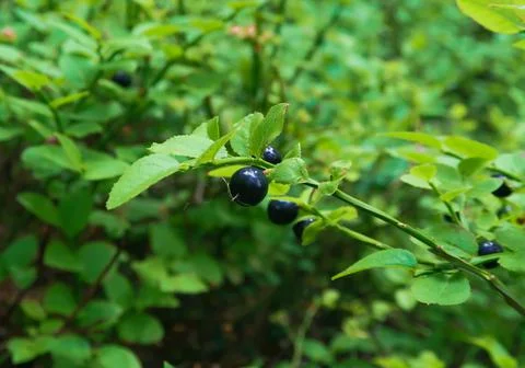 Blueberry Stock Photos