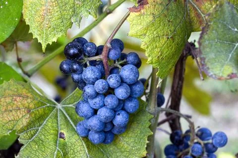 Blueberry Stock-Fotos