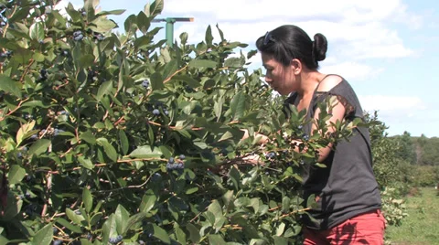 Blueberry picking Stock Footage 32376161