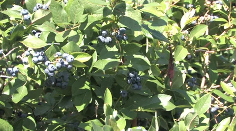 Blueberry picking Stock Footage 32376194