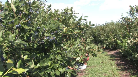 Blueberry picking Stock Footage 32376215
