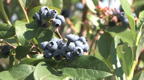 Blueberry picking Stock Footage 32376246