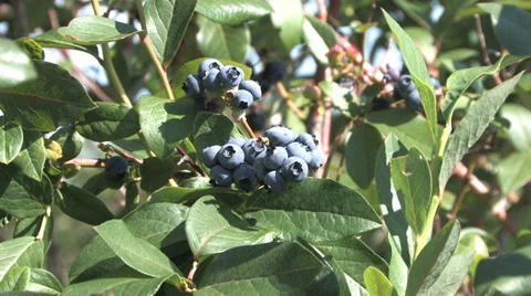 Blueberry picking Stock Footage 32376270