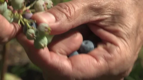 Blueberry picking very close 库存影片 195542991